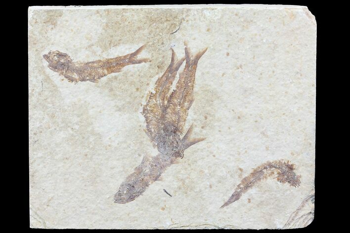 Multiple () Small Knightia Fossil Fish - Wyoming #77133